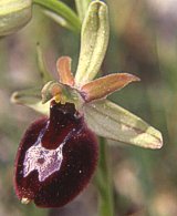 Ophrys bertoloniiformis x O. biscutella
