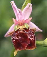 Lusus di Ophrys apulica