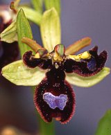 Lusus di Ophrys bertoloniiformis