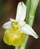 Apocromia di Ophrys fuciflora