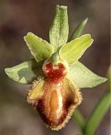 Apocromia di Ophrys incubacea