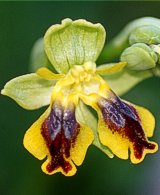Lusus di Ophrys sicula