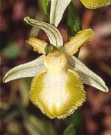 Apocromia di Ophrys sipontensis