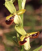 Lusus di Ophrys sphegodes